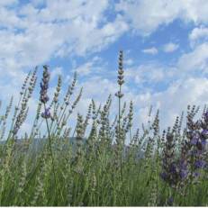 Yedi Bilgeler Vineyards