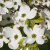 Dogwood Bed & Breakfast