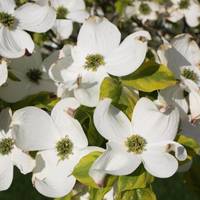 Dogwood Bed & Breakfast