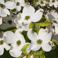 Dogwood Bed & Breakfast