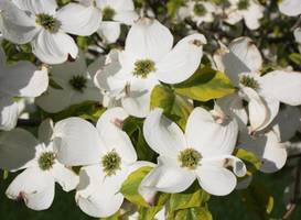 Dogwood Bed & Breakfast