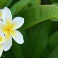 Champeysor Guesthouse