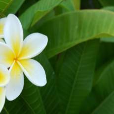 Champeysor Guesthouse