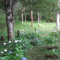Totara Lodge Homestay