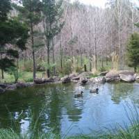 Totara Lodge Homestay