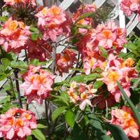 Antiques and Gardens