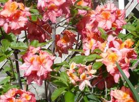 Antiques and Gardens