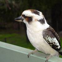 Boronia Peak Villas