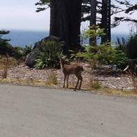 Cygnet Cove Suites