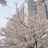 Grand Hyatt Tokyo