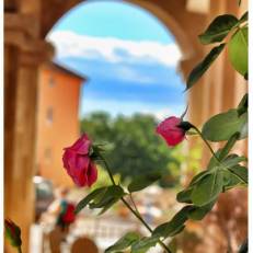Pansion Flowers