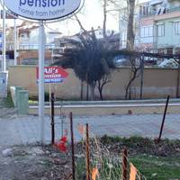 Alis Pension