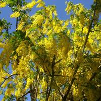 Laburnum B&B