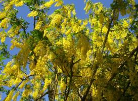 Laburnum B&B