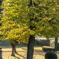 Villa Olmi Resort Firenze - MGallery Collection