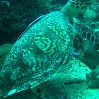 Camiguin Volcan Beach Eco Retreat & Dive Resort