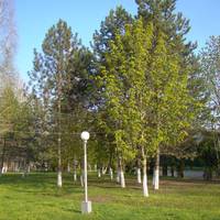 Gostinitsa Volna