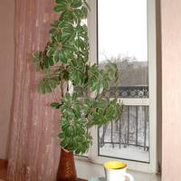 Apartment on Chapaeva 5/1
