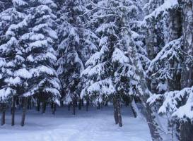 Forest Club Lyutoretskoye