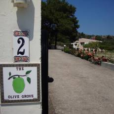 The Olive Grove