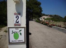 The Olive Grove