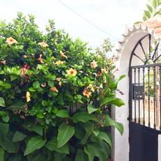 Adosado en el Rincon de la Victoria