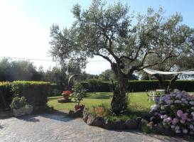 Il Poggio Degli Ulivi