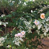 Amaryllis Bed&Breakfast
