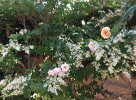 Amaryllis Bed&Breakfast