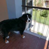 Albergo Villa Angela