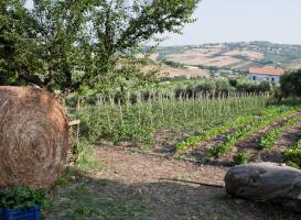 Bio Agriturismo Terra di Ea