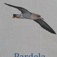 Apartamento Pardela