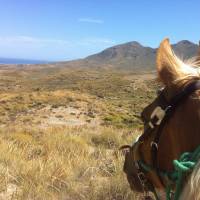 Caballo de Mar Frison