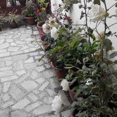 Saiba Cottage