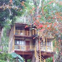 Jungle Jive Tree House Munnar