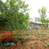 Phuong Thanh Homestay