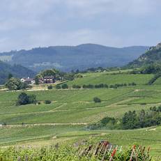 Le Clos Saint-Vincent