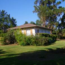 L'Eucalyptus