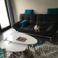 Chien Et Chat