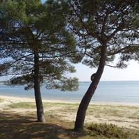 Les lavandes