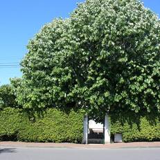 Jardins en Ville