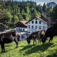 Gasthof Fallmuhle