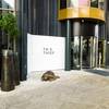 The Thief hotell