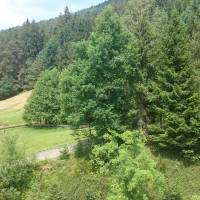 Waldblick