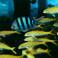 Красное море. Рыбки. Фото с водного фотоаппарата:)