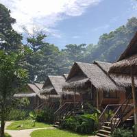 Jungle Garden
