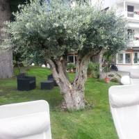 Hotel Jasmin