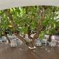 Tambuli Seaside Resort and Spa