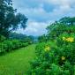 Mansao Curtorim - A CGH Earth SAHA Experience