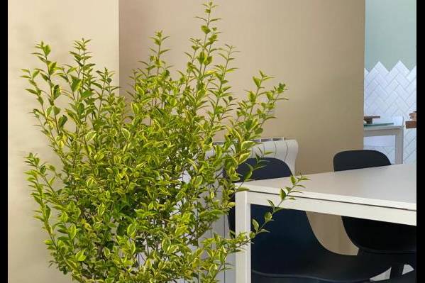 Buxus Hotel Shekvetili